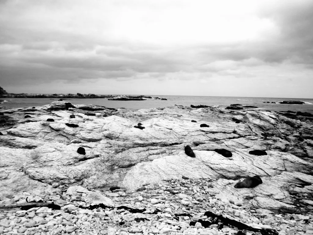 SCORCHED FIELD