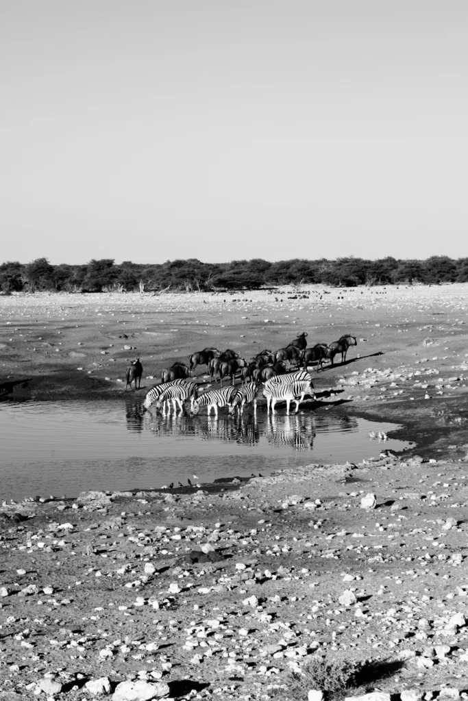 GATHERING AT DUSK