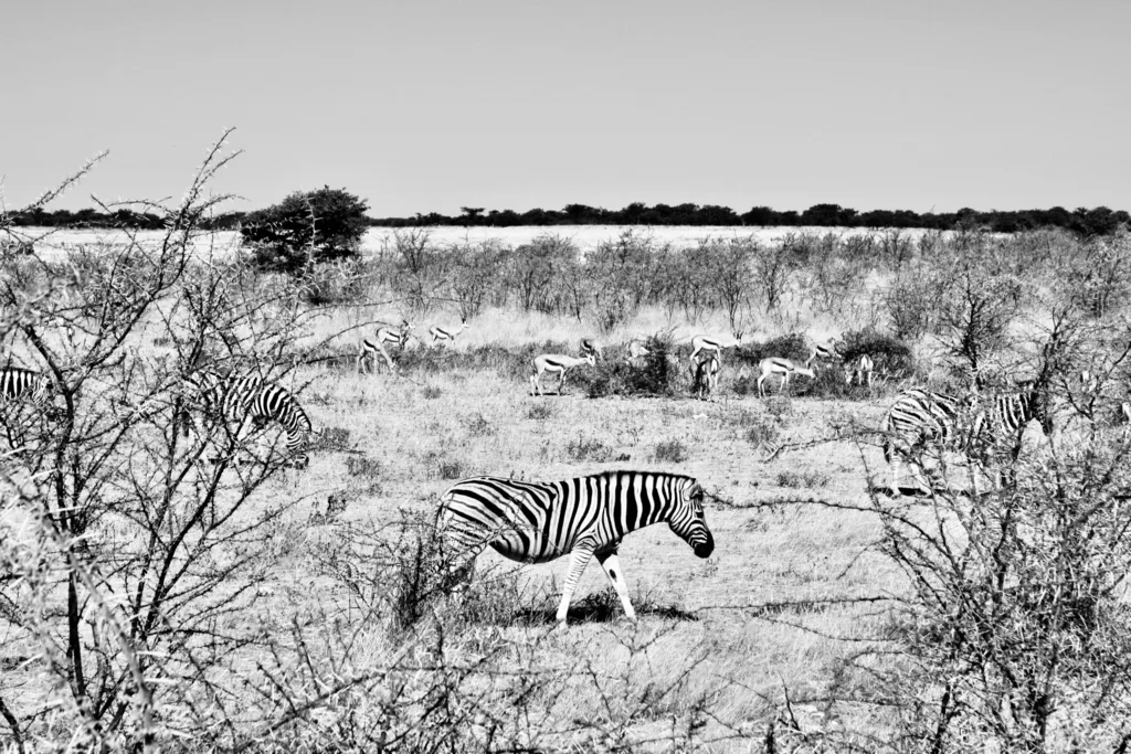 ALONE IN THE BUSH