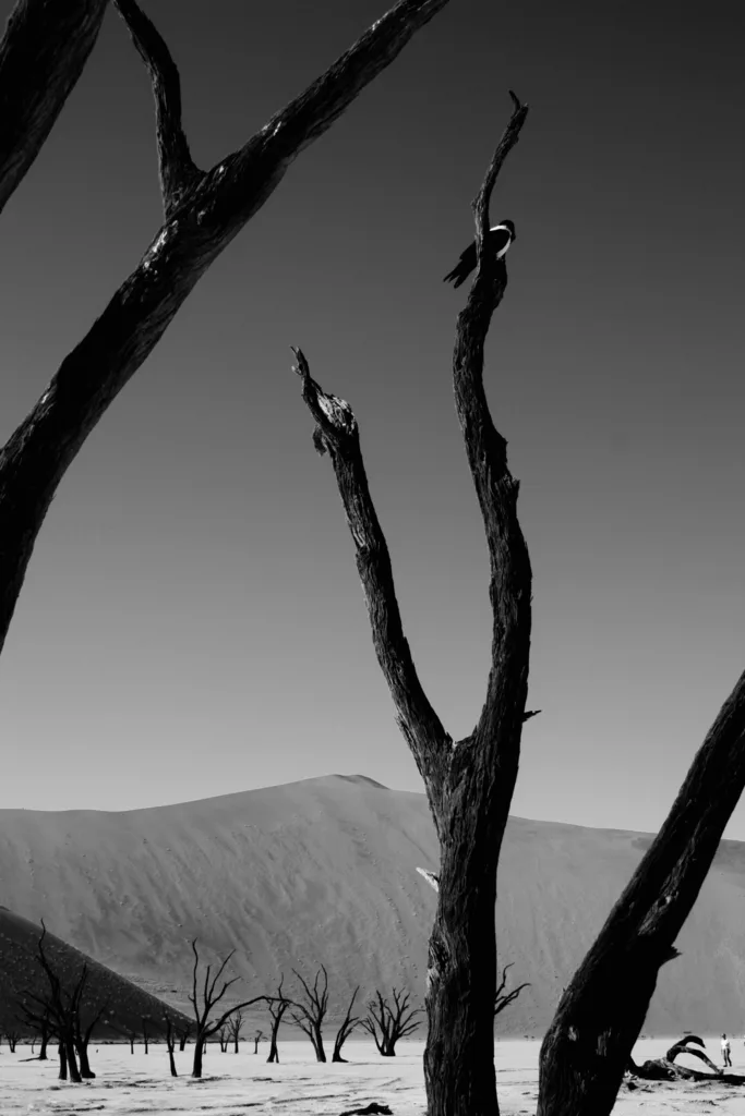 BLACK BRANCHES, WHITE SKY