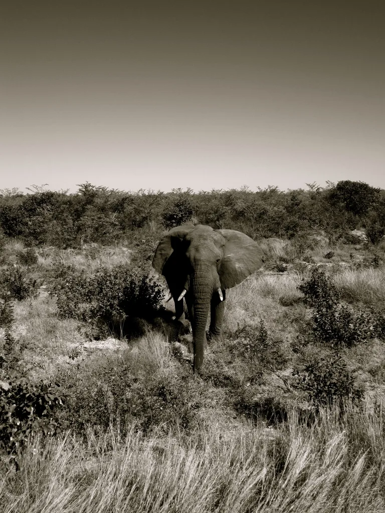 GOLDEN WALK