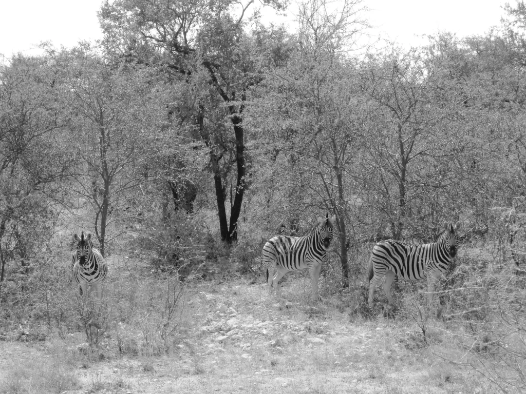 SACRED WATERHOLE
