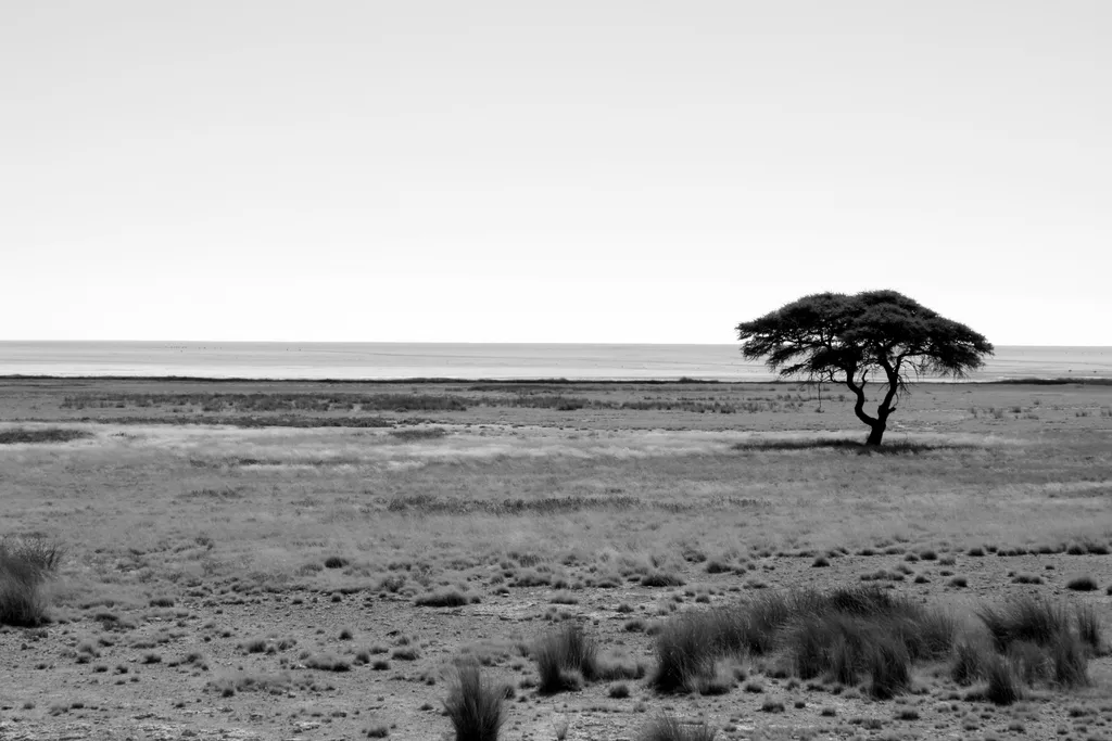 DROWSY PLAINS