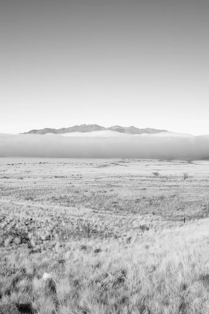 LAST SAVANNA