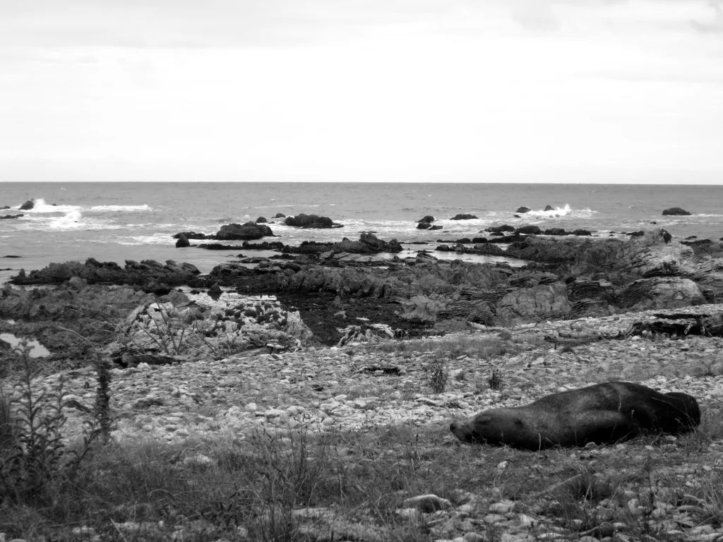 GRAY TIDE